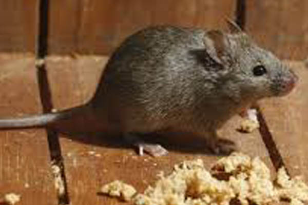 Rodents Control